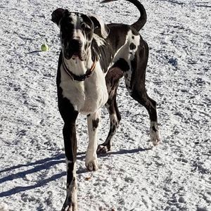 Meet your Posher, Willow